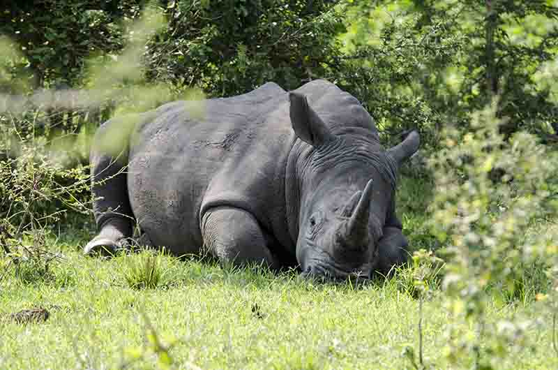 Rinoceronte Blanco - reserva de Ziwa - Uganda 06.jpg